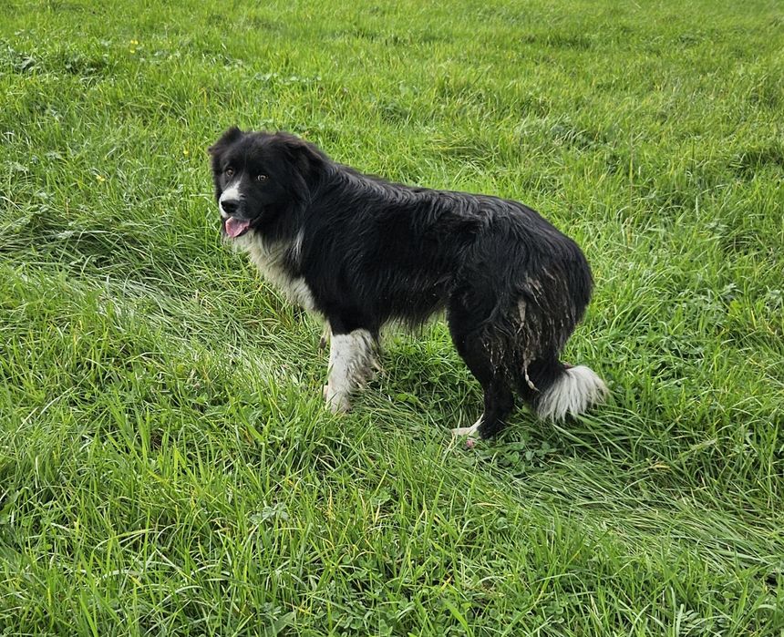 Pies Border Collie 3 letni