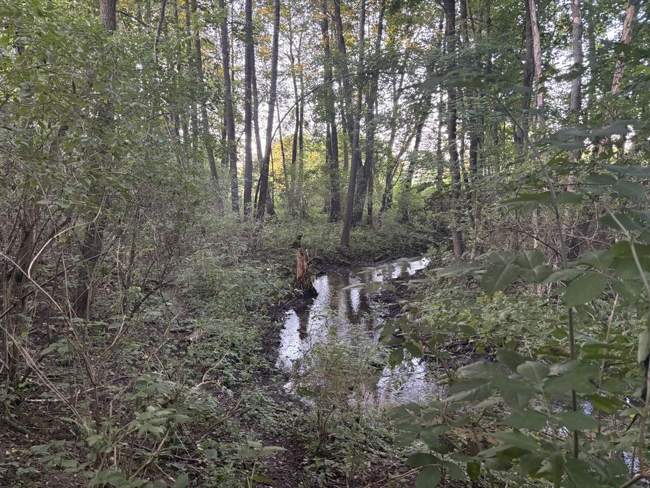 Dzialka z linią brzegową rzeczki