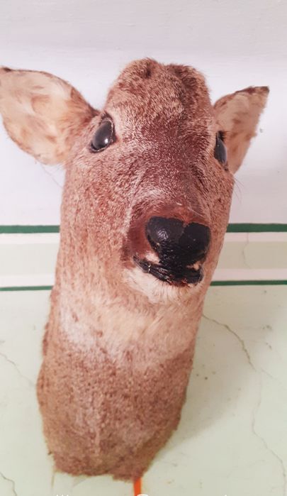 Чучело косуля і кабан дикий