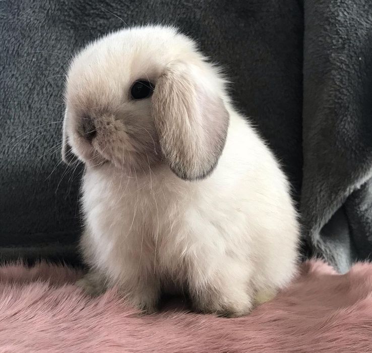 KIT Coelhos anões mini loop, orelhudos lindíssimos e muito dóceis