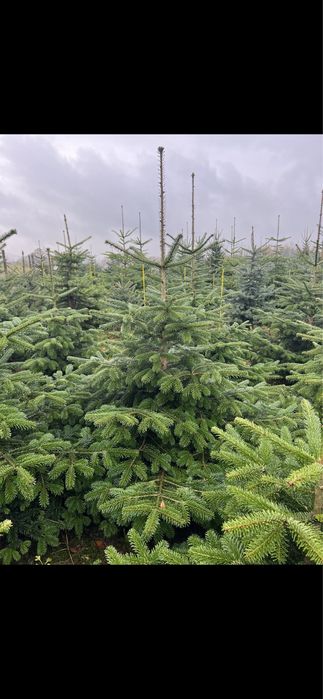 CHOINKI  jodla kaukaska polnocna  srebrny swierk choinki swiateczne