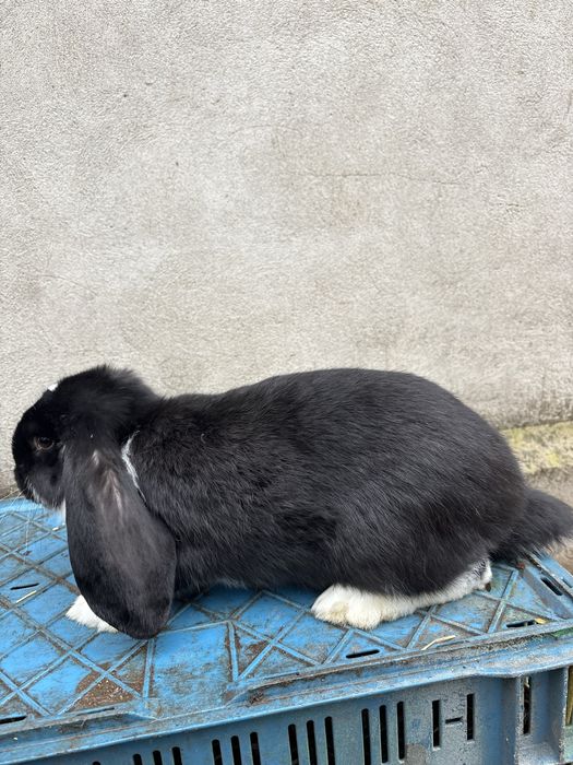 Sprzedam króliki barany francuskie