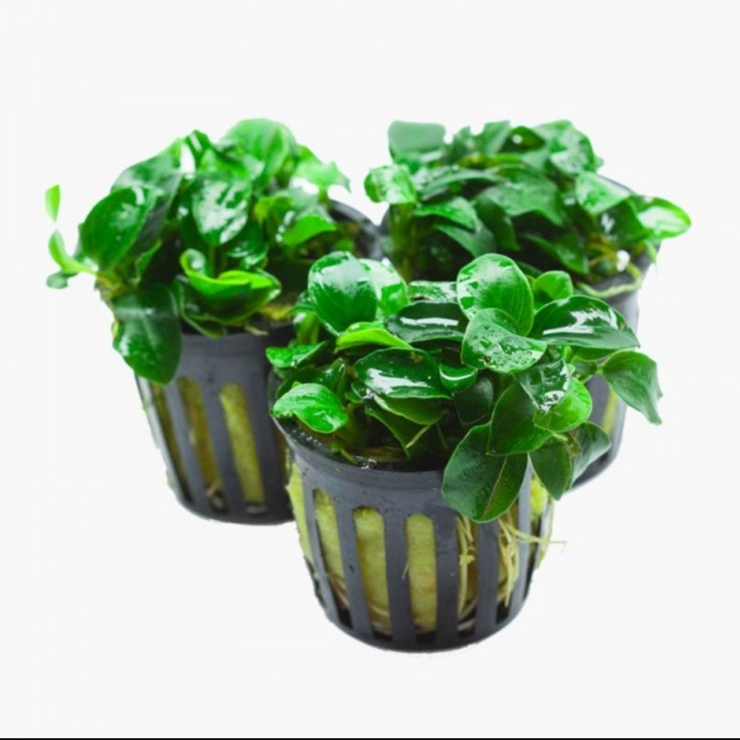 Anubias Petite Bonsai (koszyk)