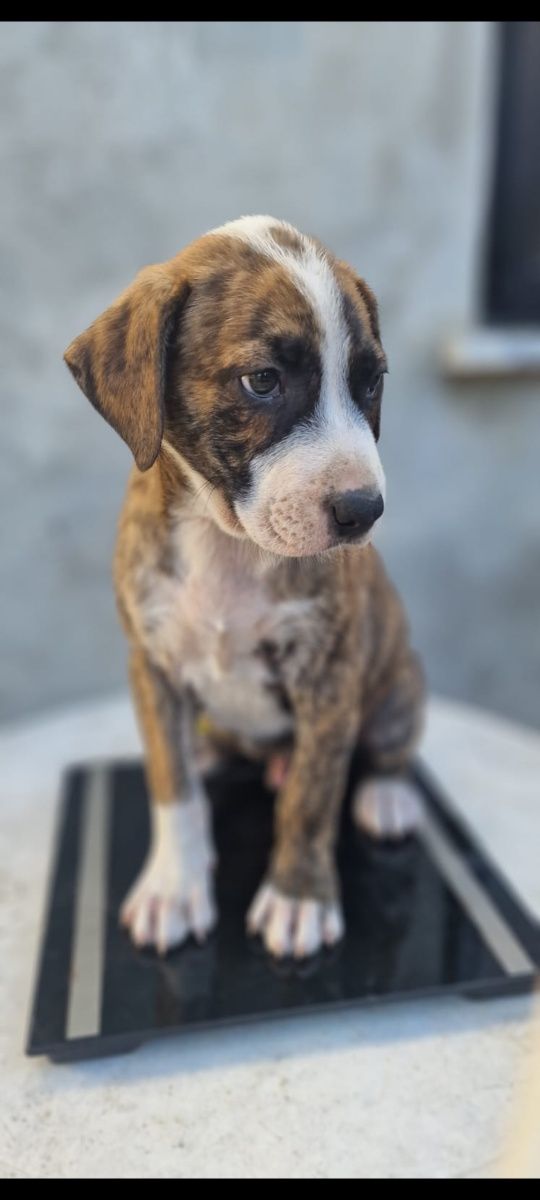 Cães para adoção