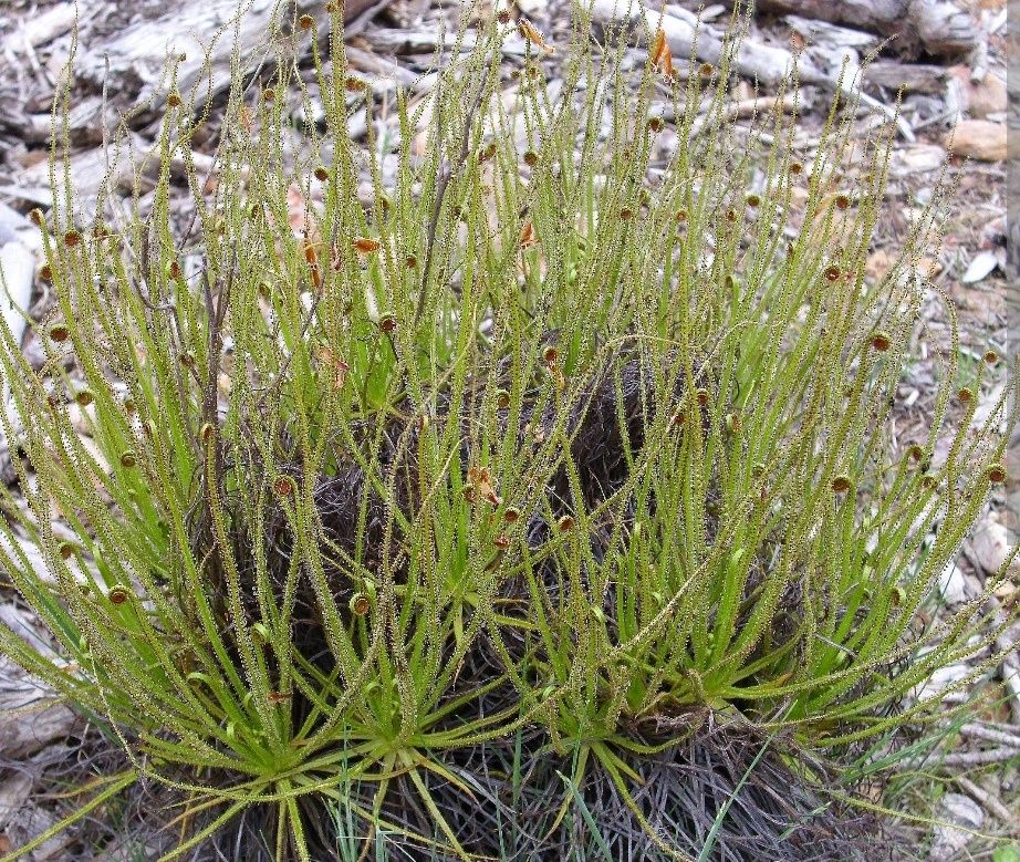 Sementes de Drosophyllum lusitanicum