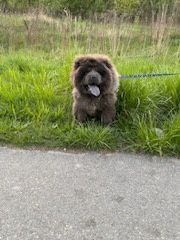 Major Chow Chow.