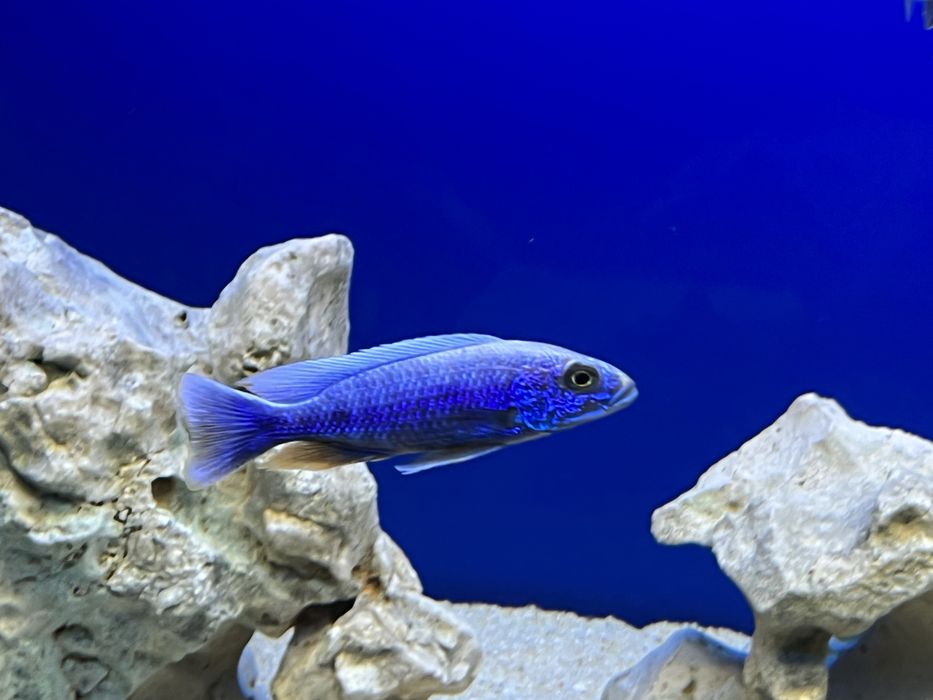 Ciclideos Africanos lago malawi