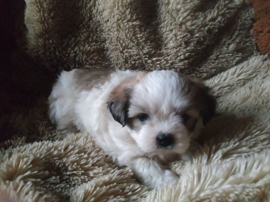 Продам щенка девочку