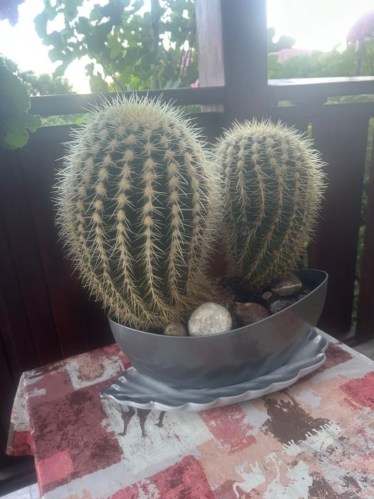 Piękne Kaktusy sprzedam