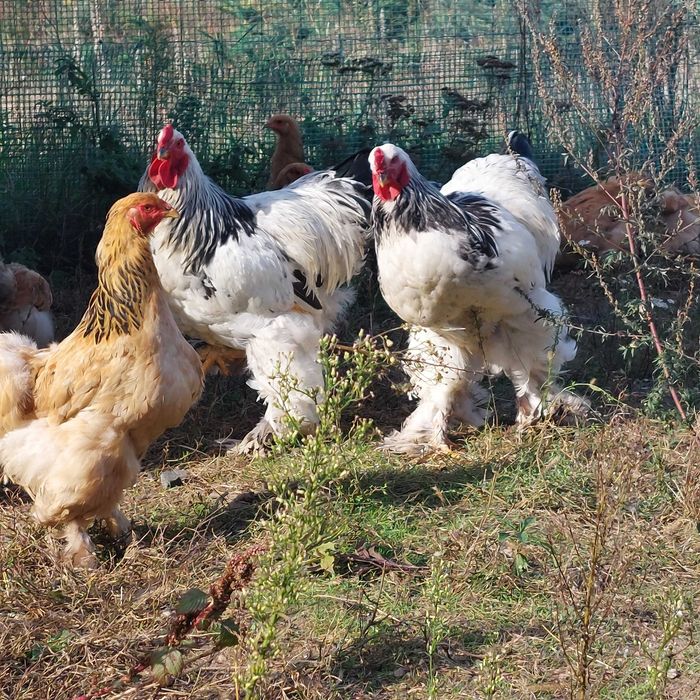 Sprzedam koguty, kury i kurczaki brahmy olbrzymiej