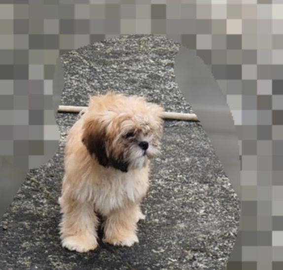 Lhasa apso slodki maluszek