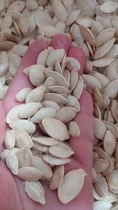 Насіння кабачків Кабачкове насіння Семена кабачков урожай 2024