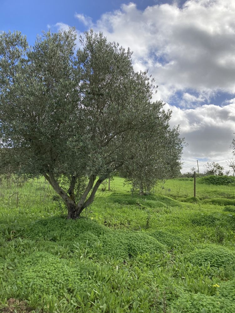 Oliveiras para transplantar