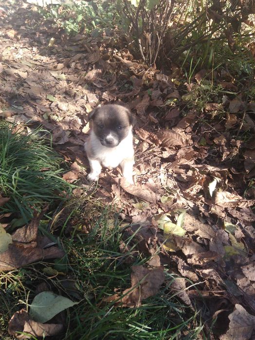 цуценята. песики . місячного віку