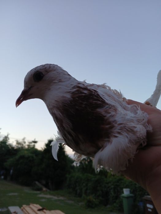 Sprzedam  młode Gołębie loczki