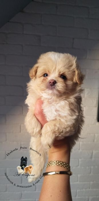 Piesek maltipoo xxs