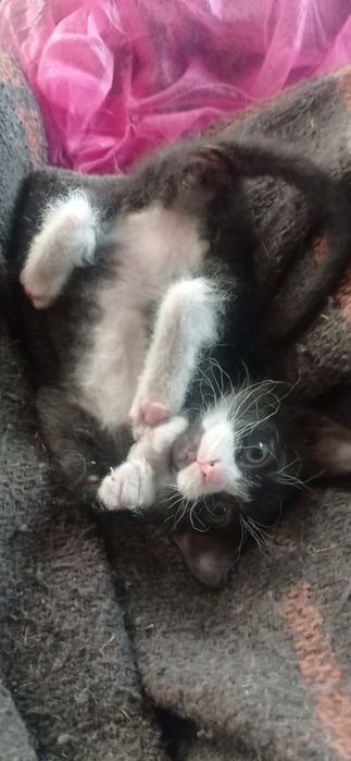 Кот 1,5 месяца Ласковый