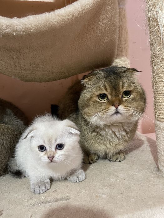 Продам вислоухих котят золотої шиншили і серебристая шиншила