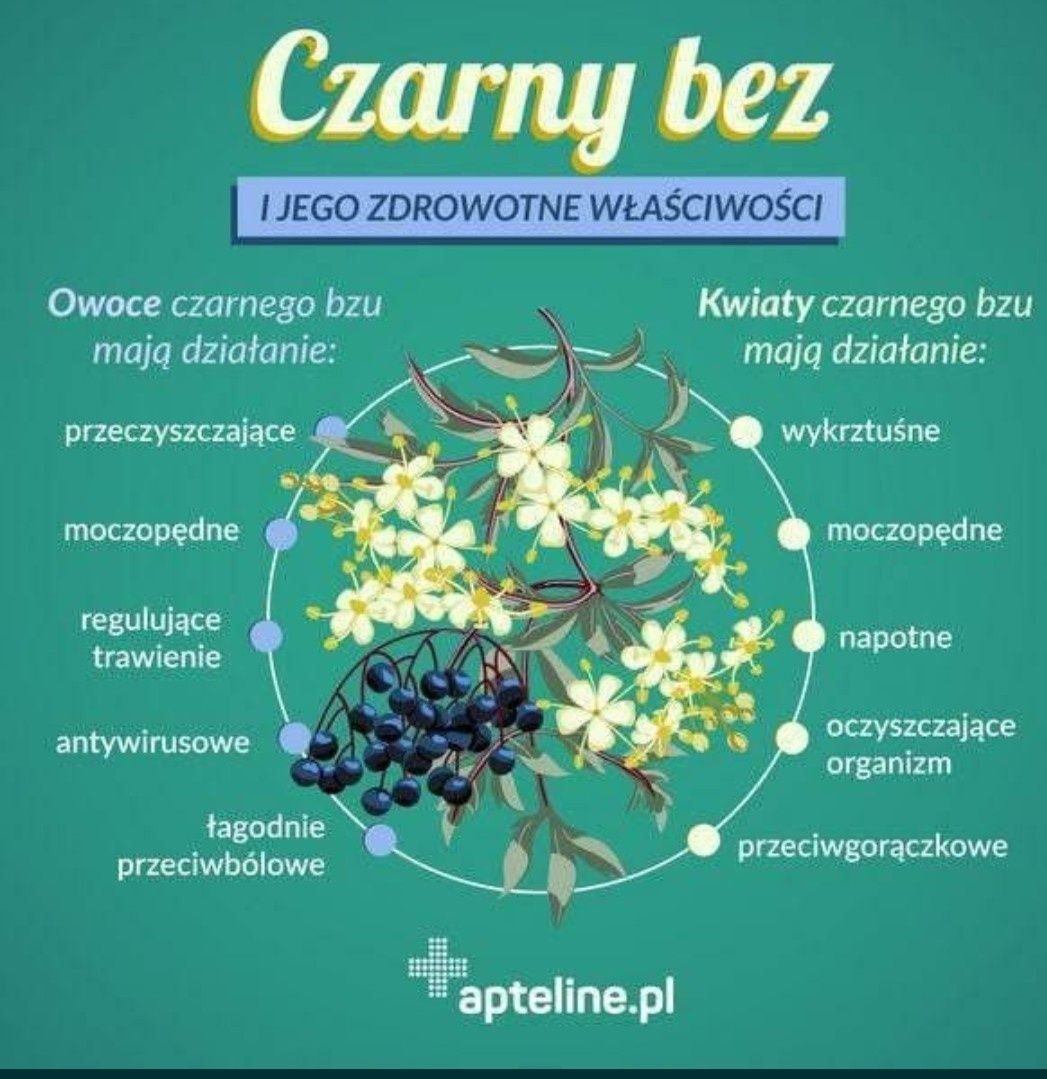 Syrop z kwiatów czarnego bzu z pomarańczą i cytryną.