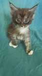 Kocurek Maine Coon