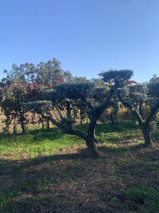 Oliveiras selecionadas