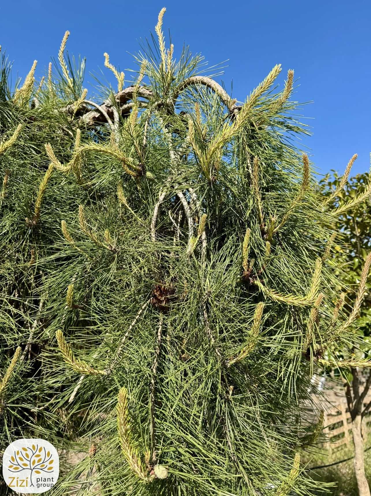 Pinus densiflora 'Pendula', Sosna, obw. 30-35cm, pień 160cm