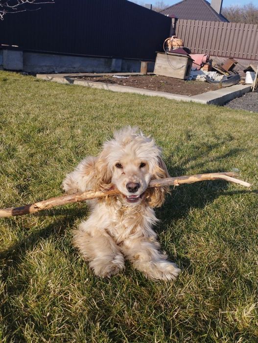 Цуценята кокер спаніеля безкоштовно
