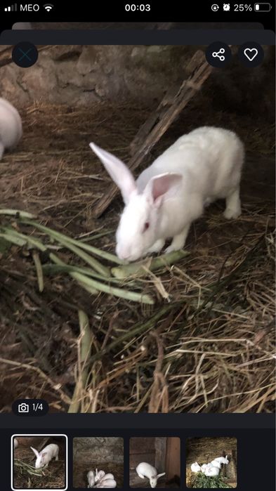 Coelho branco da Florida