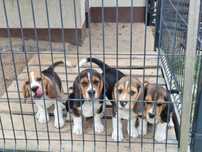 Beagle Pieski ZKWP Fci