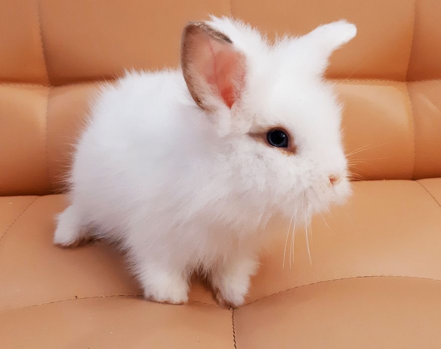 Карликовые мини кролики торчеухие и вислоухие декоративные и клетки