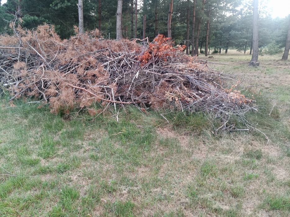 Gałęzie za darmo