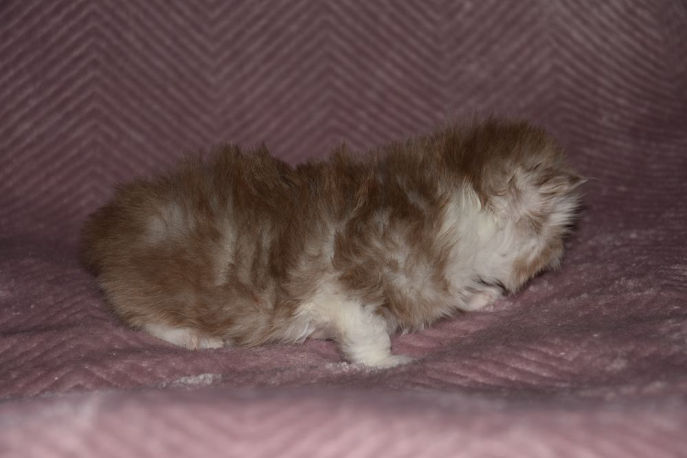 Kotka Brytyjska Długowłosa cynamonowy bikolor