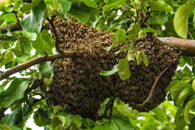 Рій бджіл Рой пчел