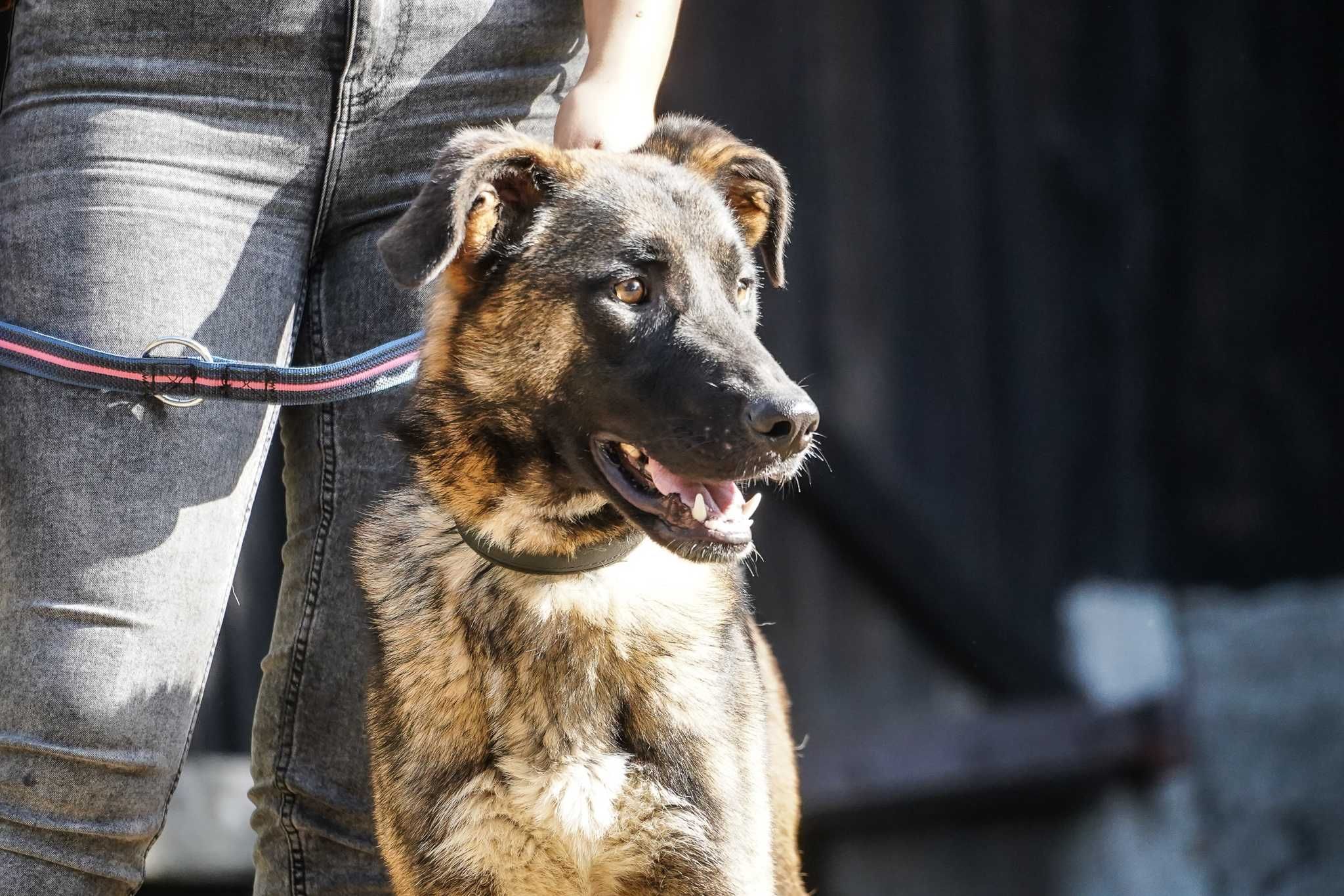 Zibi - mega fajny psiak w typie owczarek niemiecki