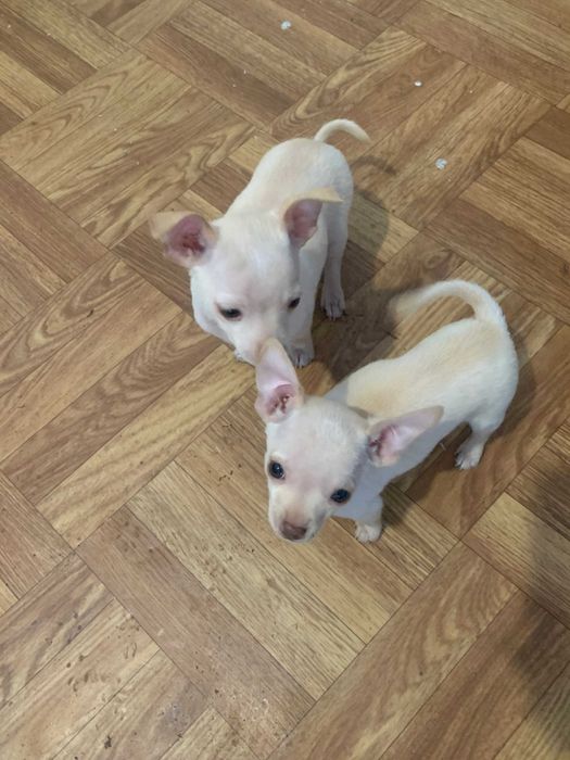 Яскраві Той-тер'єри