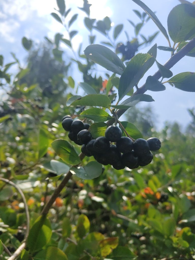 Aronia ekologiczna