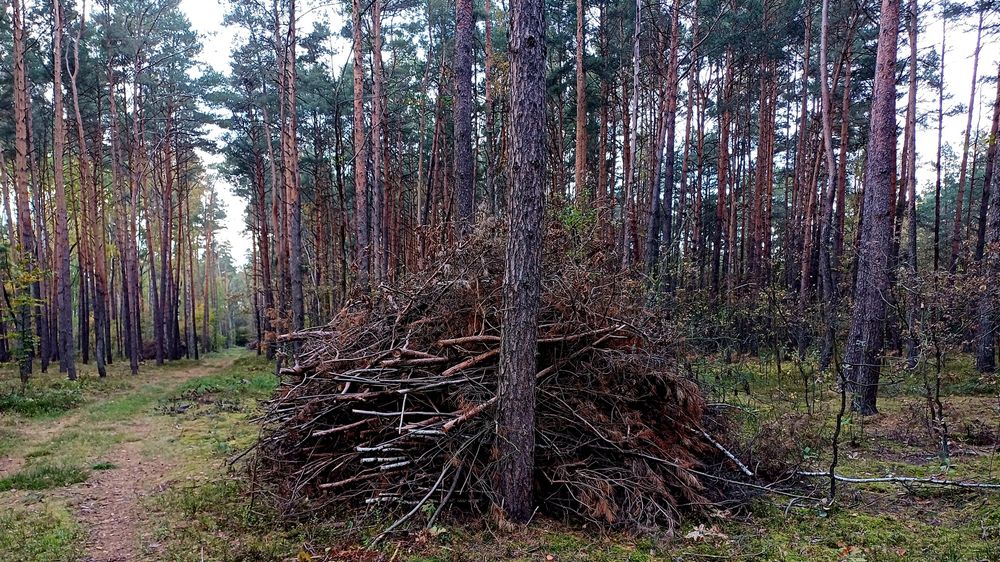 Chrust sosna i liściaste