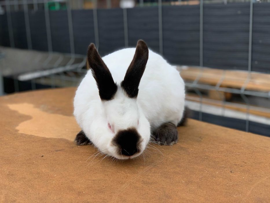 Króliki Kalifornijskie