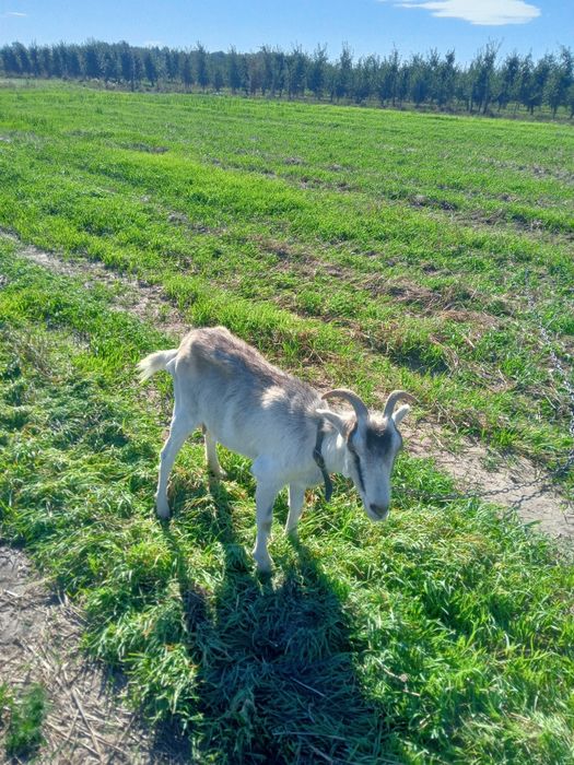 Kozy kuzki koza kuzka