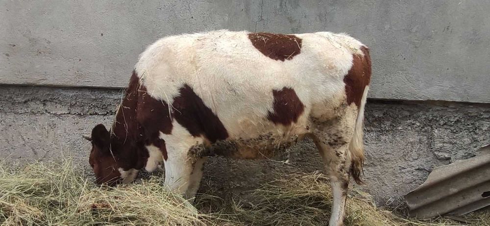 Продам теличку 9 місяців