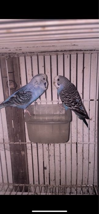 Ultimos 3 casais de periquiros + gaiolas