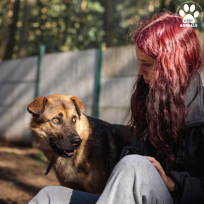 Lakuś - cudny psiak szuka domu!