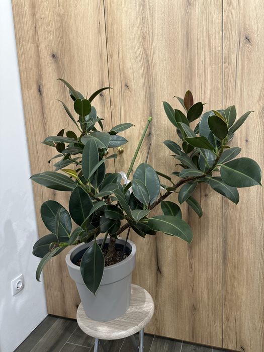 Вазон фікус дорослий