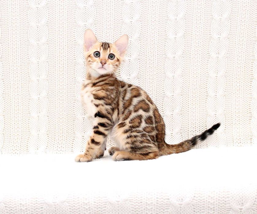 Бенгальская девочка Chanel в любимцы или в производители