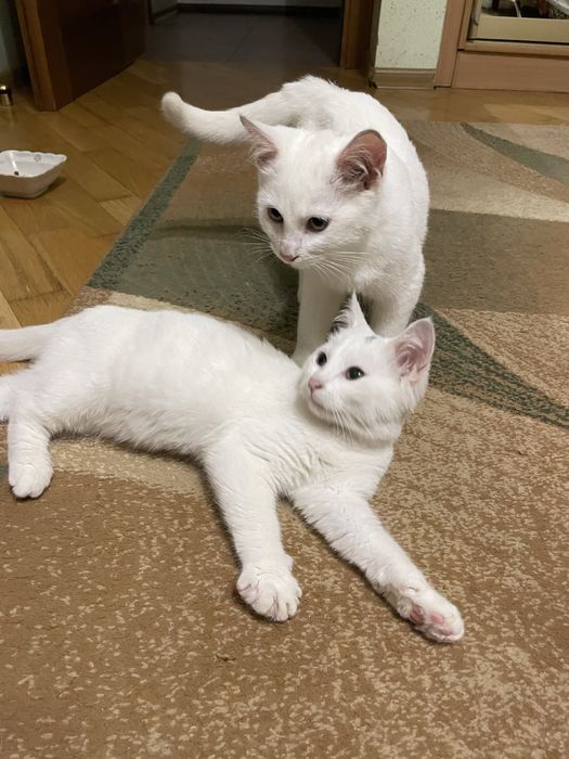 Отдам двух котят в хорошие руки
