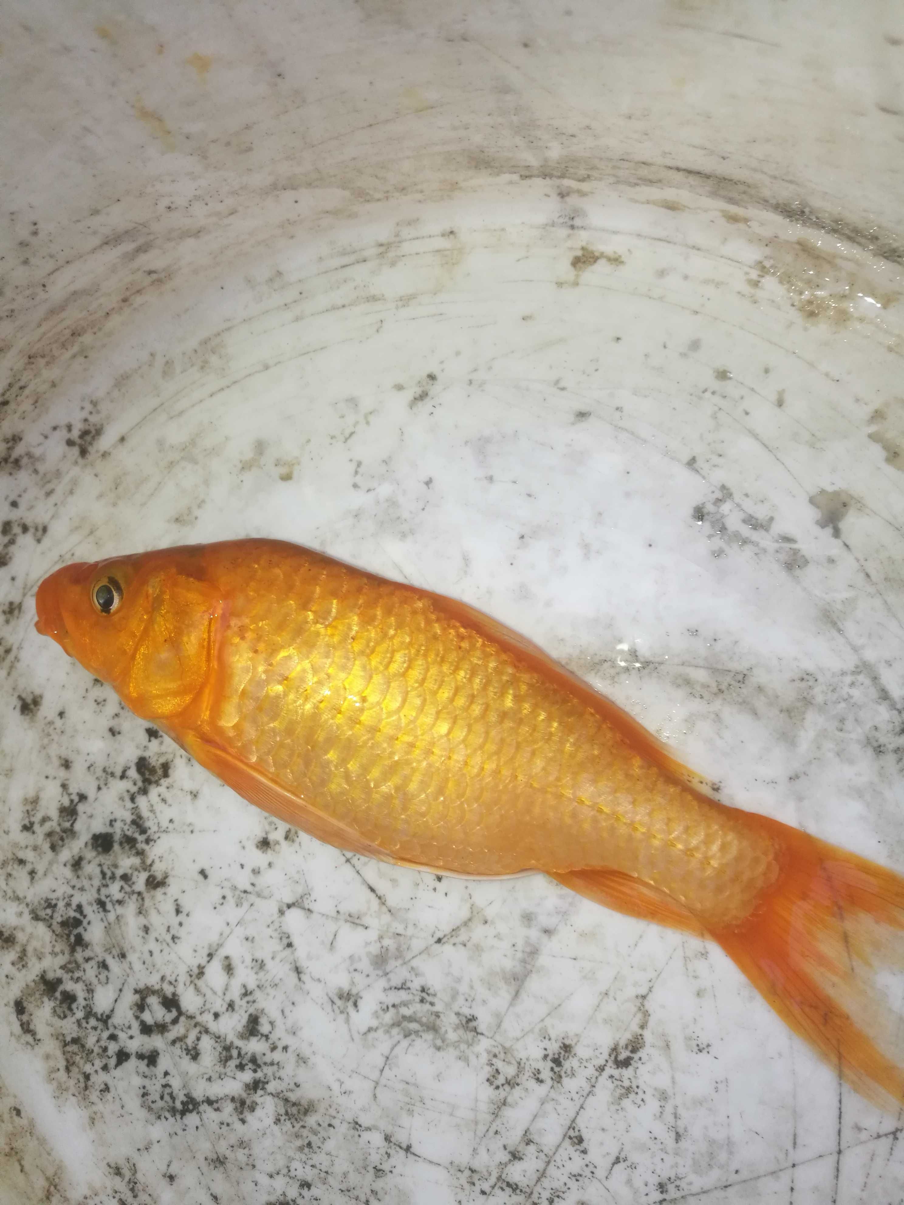 Karasie karpie koii  roślonki wodne