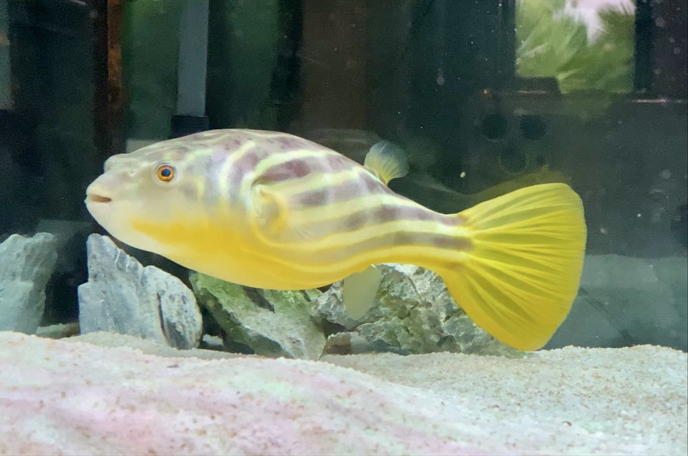 Peixe balão Fahaka Tetraodon