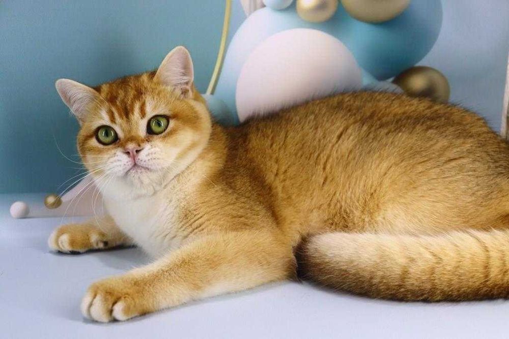 Очень красивый и яркий золотой парнишка с зелёными глазками