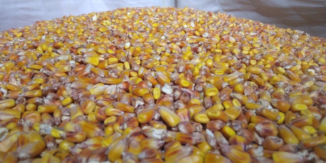 Kukurydza sucha 2023, całe ziarno lub mielone