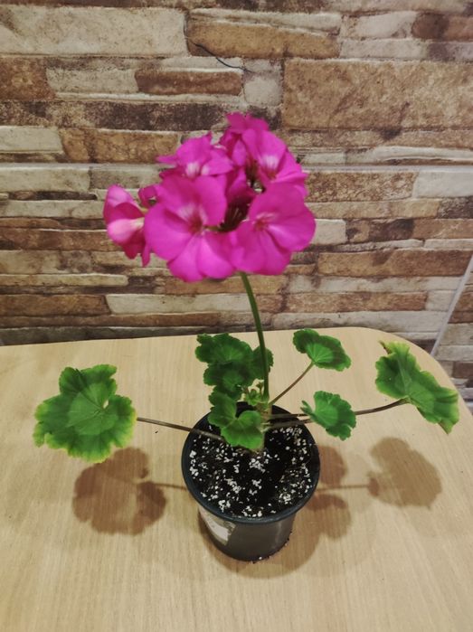 Продам ампельні і кущові пеларгонії